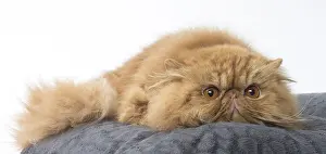 Cushions: Persian Cat
