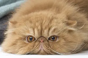 Miserable: Persian Cat