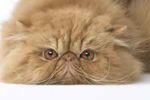 Miserable: Persian Cat