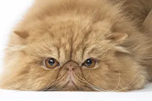 Miserable: Persian Cat