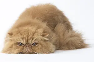 Miserable: Persian Cat