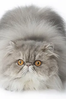 Shock: Persian Cat
