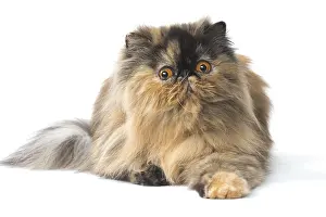 Shock: Persian Cat