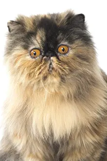 Shock: Persian Cat