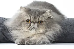 Blankets: Persian Cat
