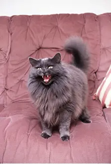 Persians: PERSIAN CAT - aggression, miaowing on sofa