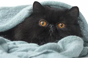Scaredy: Persian Cat in blanket
