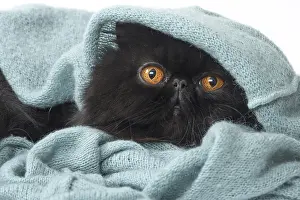 Blankets: Persian Cat in blanket