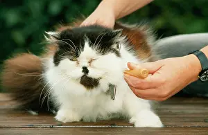 Brushed: PERSIAN CAT - BEING BRUSHED