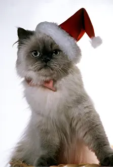 Andrey Zvoznikov: Persian CAT in Christmas santa hat