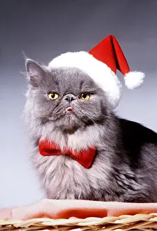 Andrey Zvoznikov: Persian CAT in Christmas santa hat and tie