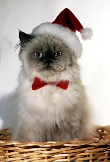 Andrey Zvoznikov: Persian CAT in Christmas santa hat and tie