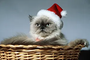 Andrey Zvoznikov: Persian CAT in Christmas santa hat and tie in basket