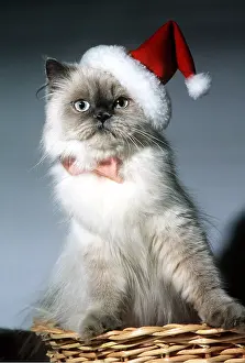 Andrey Zvoznikov: Persian CAT in Christmas santa hat and tie in basket