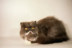 Groomed: Persian CAT - freshly washed and groomed