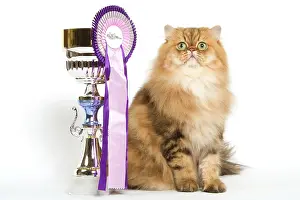 Rosette: Persian Cat - Golden shade - sitting next to rosette