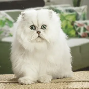 Shock: Persian Cat indoors