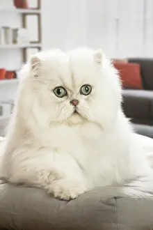 Shock: Persian Cat indoors