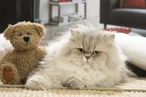 Cuddly: Persian Cat indoors