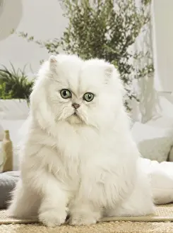 Shock: Persian Cat indoors