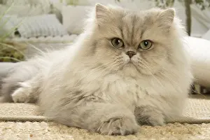 310119: Persian Cat indoors