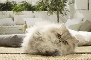 310119: Persian Cat indoors