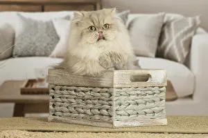 310119: Persian Cat indoors
