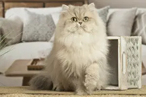 310119: Persian Cat indoors