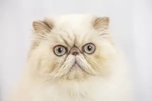Surprised: Persian cat indoors