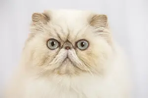 Surprised: Persian cat indoors