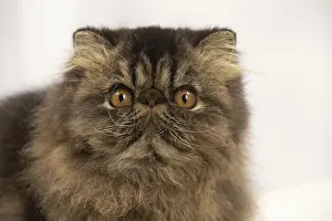 Surprised: Persian cat indoors