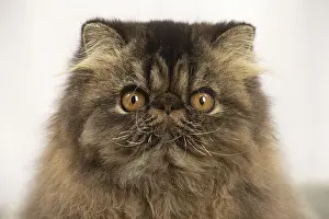 Surprised: Persian cat indoors