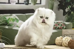 Lips: Persian Cat indoors