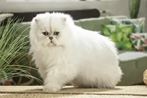 310119: Persian Cat indoors
