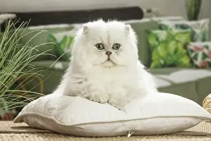 310119: Persian Cat indoors