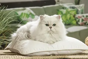 310119: Persian Cat indoors