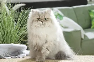 Lifting: Persian Cat indoors
