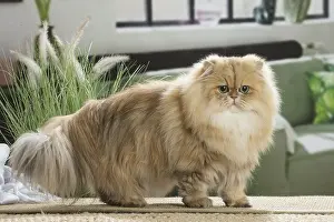310119: Persian Cat indoors