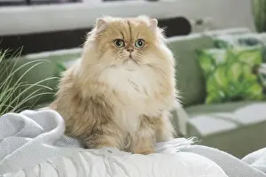 310119: Persian Cat indoors