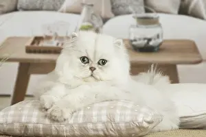 310119: Persian Cat indoors