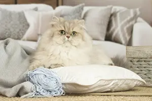 310119: Persian Cat indoors