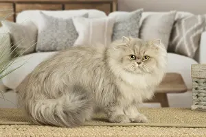 310119: Persian Cat indoors