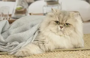 310119: Persian Cat indoors