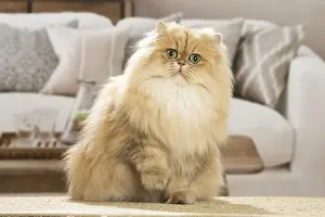 310119: Persian Cat indoors