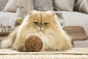 310119: Persian Cat indoors