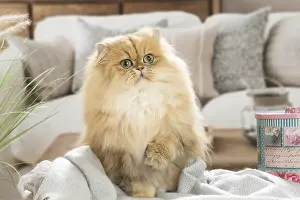310119: Persian Cat indoors