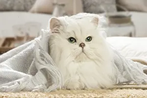 310119: Persian Cat indoors