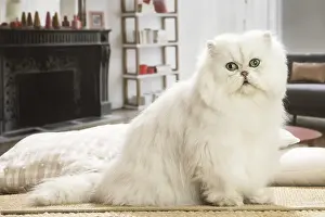 310119: Persian Cat indoors