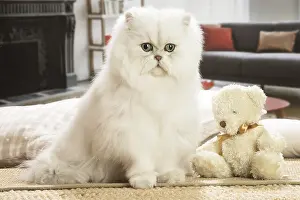 Persians: Persian Cat indoors