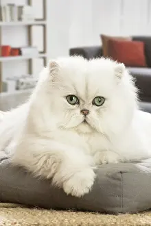 Persians: Persian Cat indoors